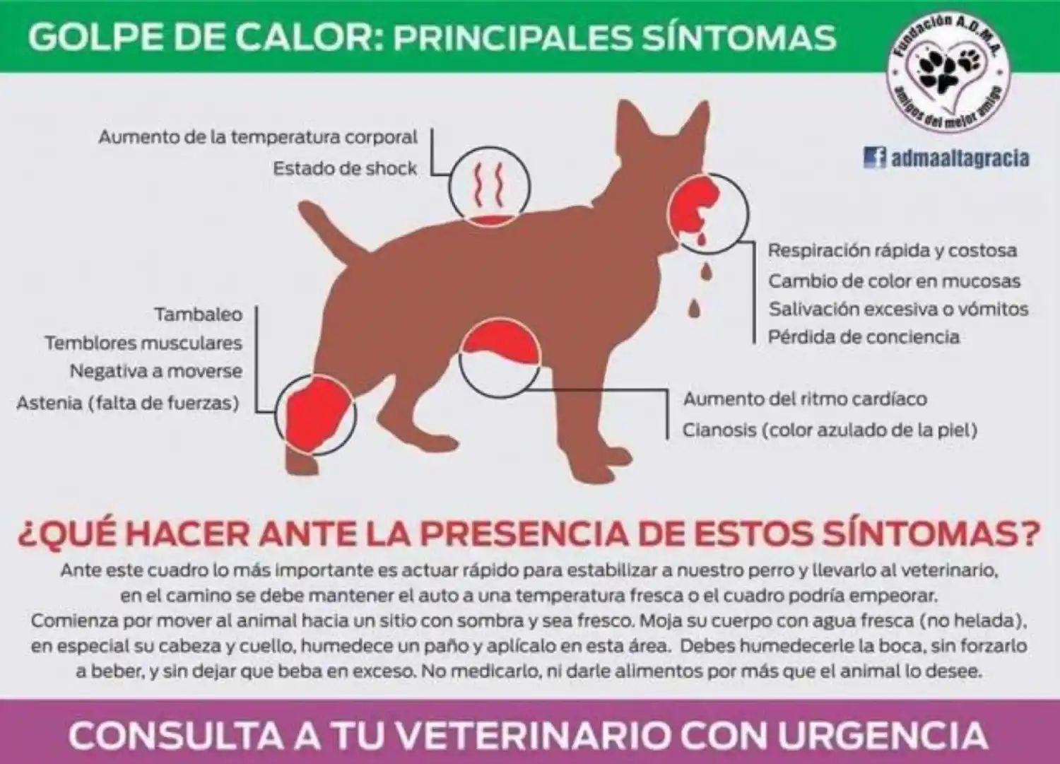 Golpe de calor en los perros: cuáles son los síntomas y cómo evitarlos