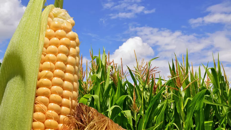 Rechazan la suspensión de las exportaciones de maíz