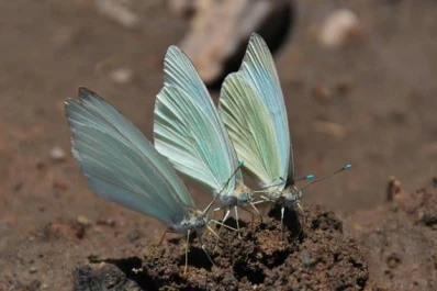 Como cada año, sorprende y cautiva la invasión de mariposas blancas en Tucumán