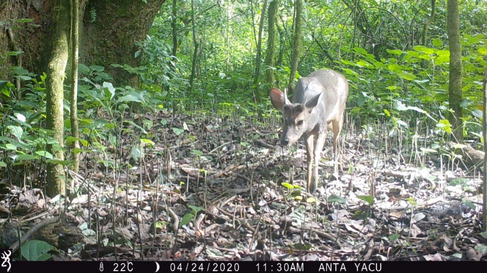 POR UNA ECOSENDA. Una cámara oculta captó a una corzuela parda.