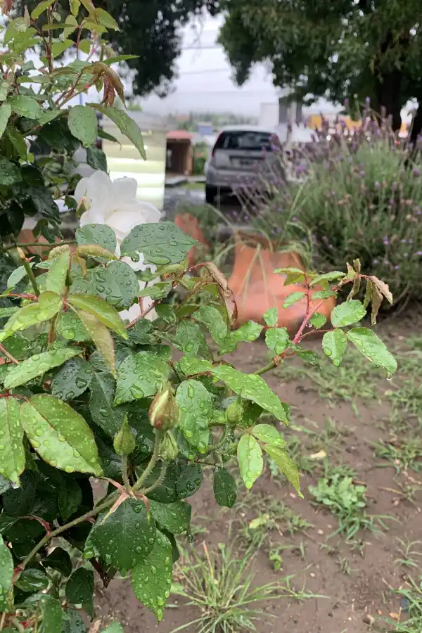 LA GACEA/FOTO DE JULIO MARENGO