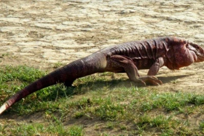 Tráfico ilegal de fauna: liberaron un caraguay y continúa la rehabilitación de ejemplares rescatados