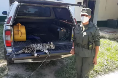 Rescataron un ocelote, que estaba herido sobre la ruta
