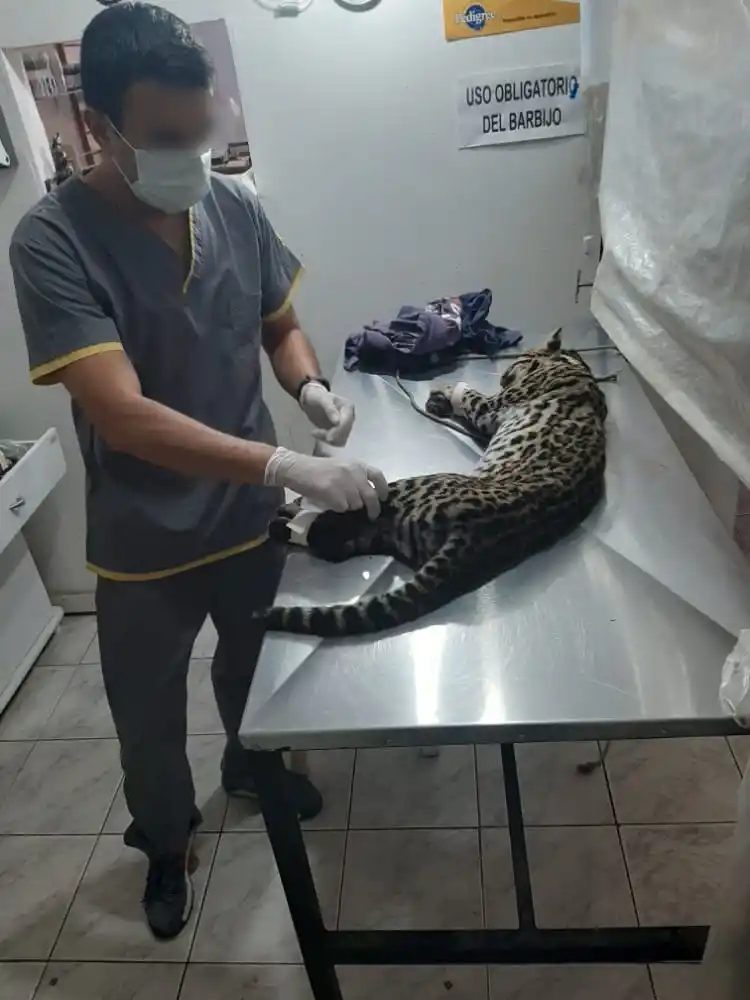 Rescataron un ocelote, que estaba herido sobre la ruta