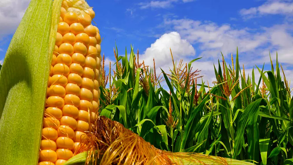 CRÍTICOS. Diputados de Juntos por el Cambio cuestionan la suspensión del registro de exportación de maíz.