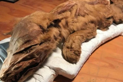 El cuerpo de un lobezno se conservó en permafrost