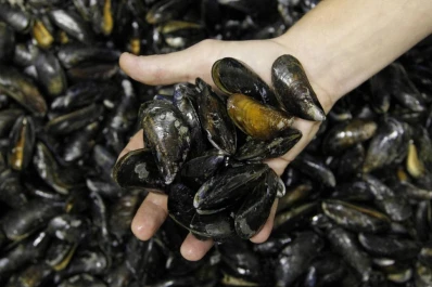 Hallan microplásticos en mejillones para consumo