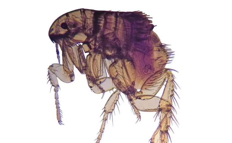 CAMBIOS. Las pulgas ya no integrarían un orden de insectos separado. 