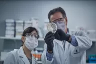 Covid-19: en la Argentina tratarán con suero equino a pacientes infectados