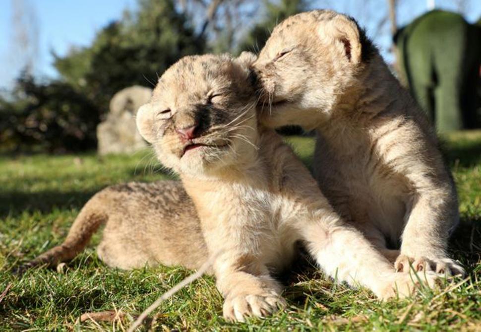  Cachorros de león, de cinco días, descansan y juegan en el parque Safari Taigan, en Belogorsk, Crimea. La pareja es la atracción para los chicos.