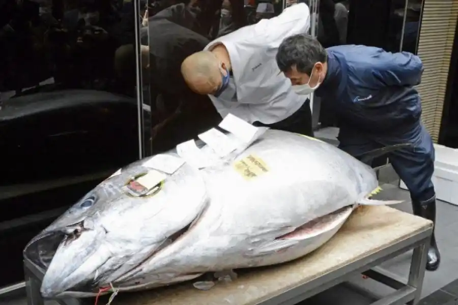 En Tokio vendieron un atún que vale... ¡$ 32,3 millones!