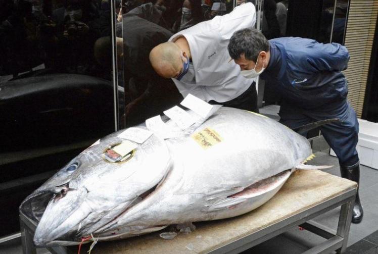 En Tokio vendieron un atún que vale... ¡$ 32,3 millones!