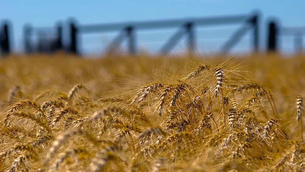 ESTIMACIONES. Sobre el fin de la cosecha crece la proyección de producción de trigo a 17 millones de toneladas.