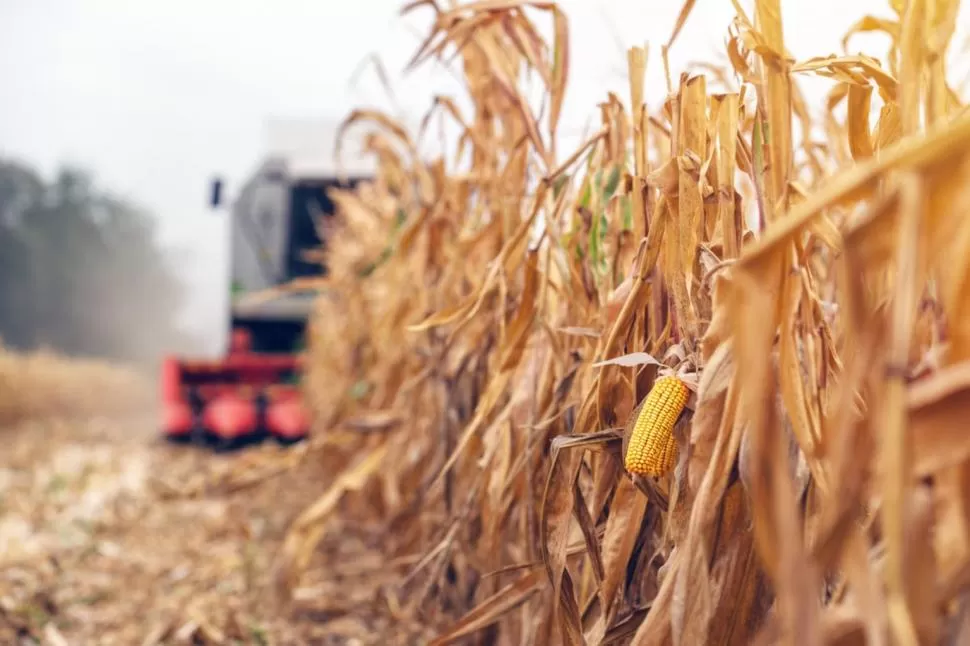 EL MAÍZ. El Gobierno podría revertir la suspensión de exportación del grano.  