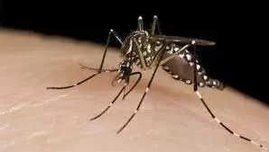 VECTOR. El virus del dengue es transmitido por el mosquito Aedes aegypti. (ARCHIVO)