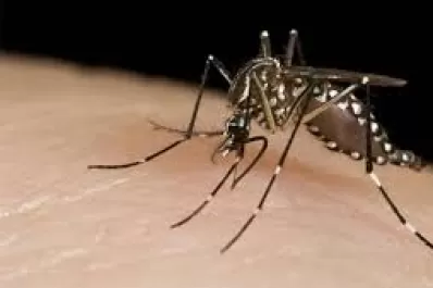 Dos bioingenieras argentinas crean método para eliminar huevos de Aedes aegypti a través de vapor