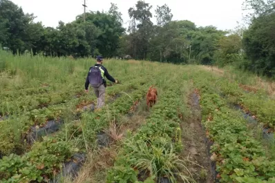 Búsqueda de Julia Ríos: analizarán prendas halladas hoy cerca de su casa