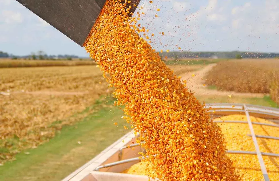 EL GRANO EN CUESTIÓN. Los agricultores dicen que el maíz es estratégico y que permite la rotación con la soja. 