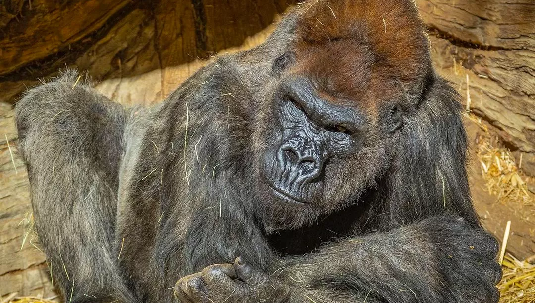 PRIMER CASO EN ESTOS MAMÍFEROS. Dos gorilas del zoológico de San Diego dieron positivo para covid-19, y un tercero se muestra con síntomas.