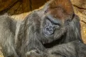Dos gorilas contrajeron covid-19 en un zoológico de Estados Unidos