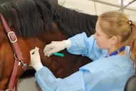 Crece la esperanza con el suero equino