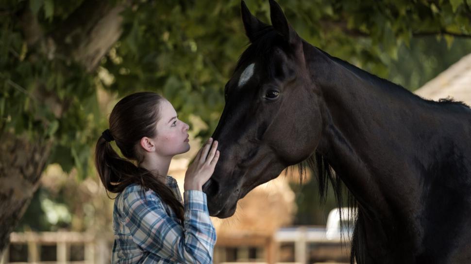  “BELLEZA NEGRA”. La historia de un caballo.