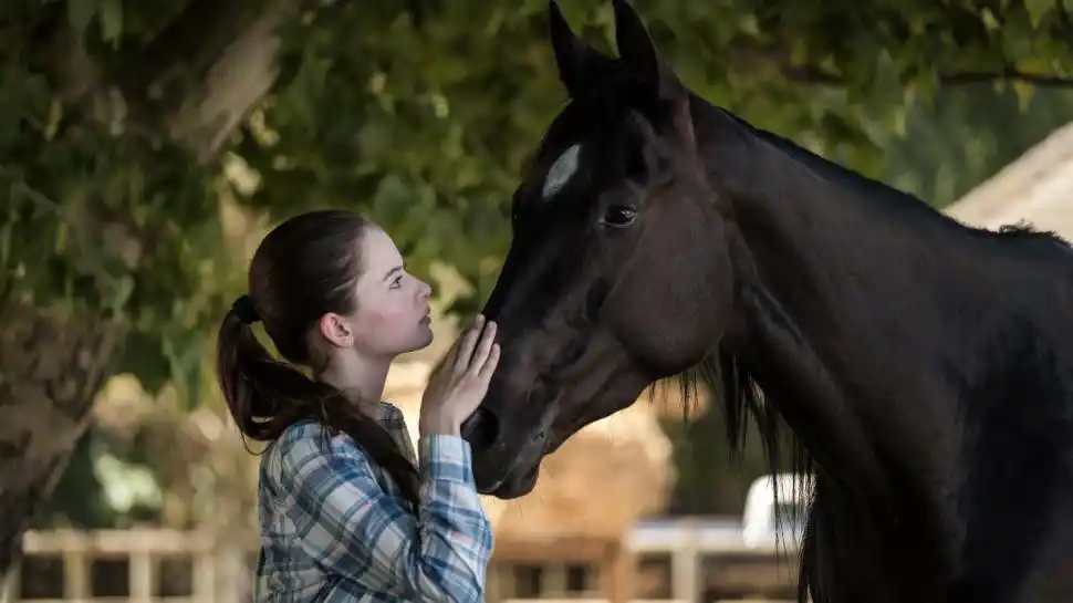  “BELLEZA NEGRA”. La historia de un caballo.