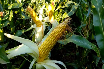 El Gobierno destinará $134 millones para proyectos de agricultura familiar campesina e indígena