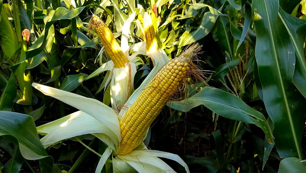 La oficina de Agricultura de EEUU bajó la estimación de producción de soja, maíz y trigo en Argentina