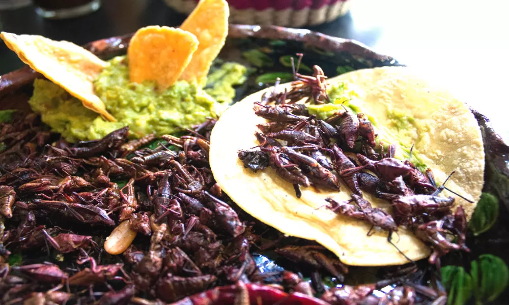 CHAPULINES. El México los insectos ya forman parte de la gastronomía. 