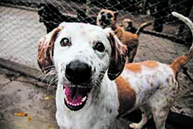 La pandemia impulsó la adopción de mascotas