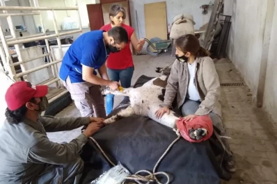 “Demostramos que neutraliza el virus; hay que pasar a una prueba clínica”