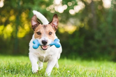 Las mascotas también necesitan hacer ejercicio y comer sano