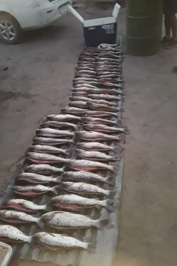 SIN PIEDAD. Un vecino del sur de la provincia exhibió como trofeo el daño que hizo.