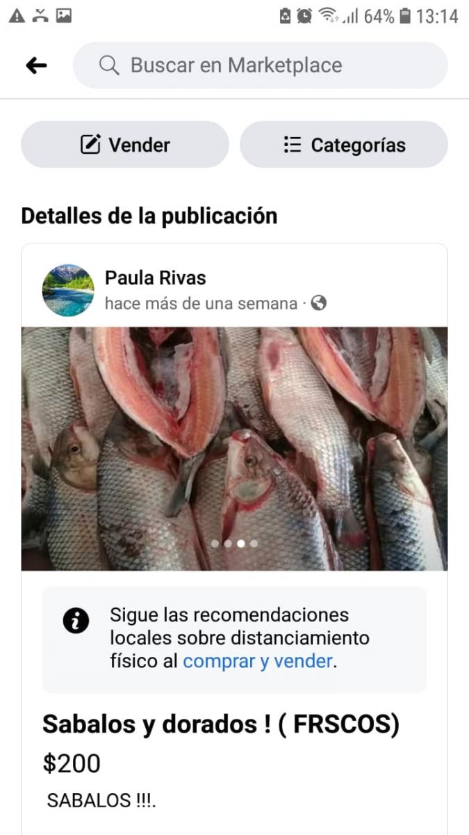 OFERTAS. En Facebook no tardaron en ofrecerse los pescados que fueron capturados ilegalmente y que no fueron preservados con la cadena de frío correspondiente.