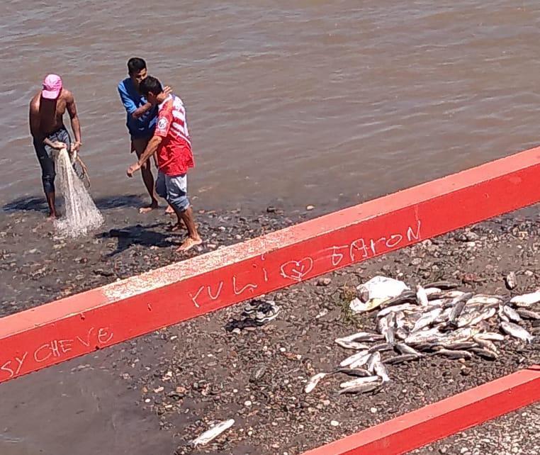 PRUEBA. Pescadores furtivos con los sábalos que extrajeron con una red en el río Gastona.