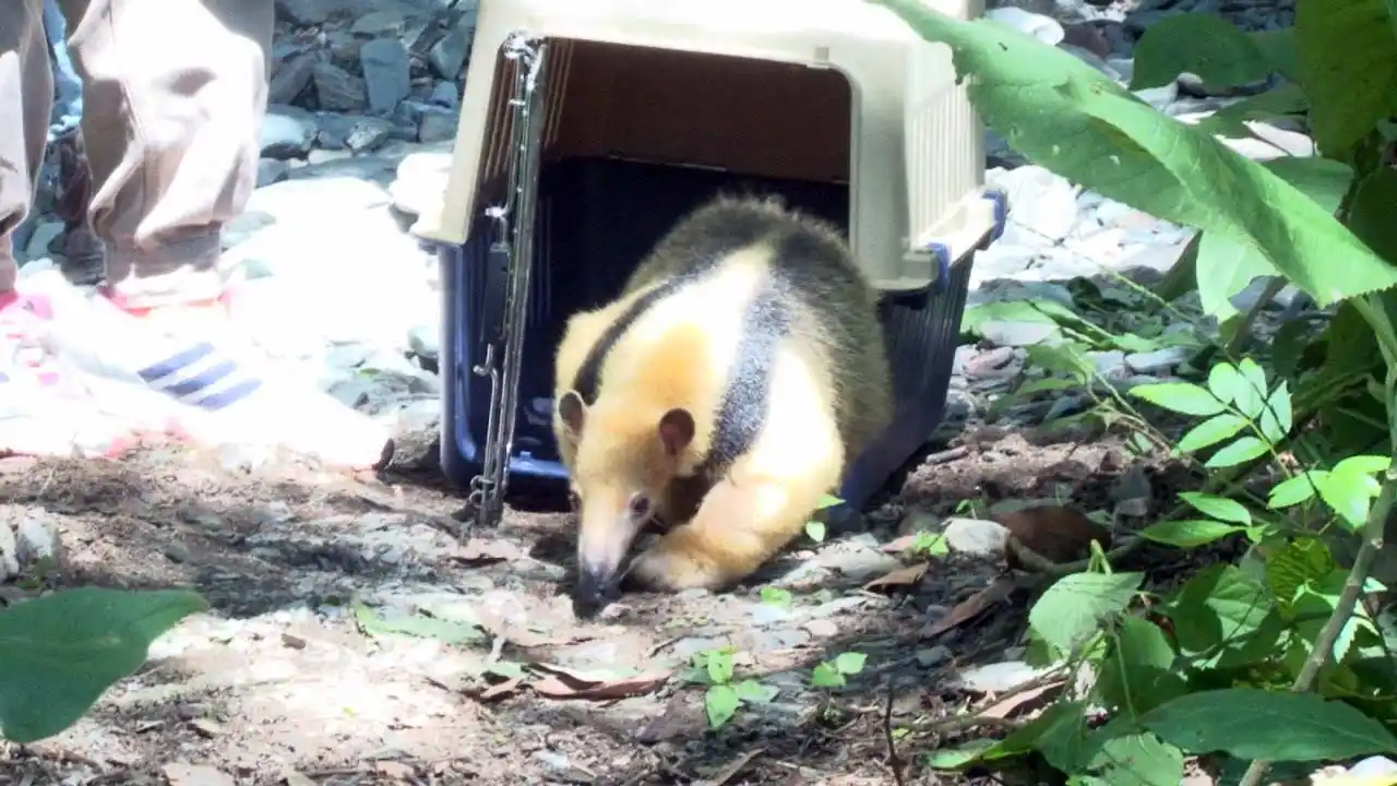 Una osa melera regresó a las yungas tucumanas, tras ser rescatada del cautiverio