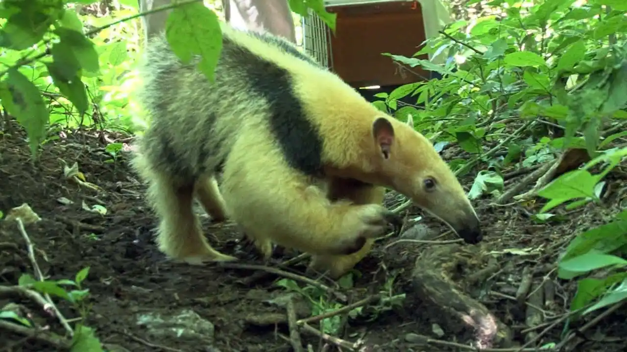 Una osa melera regresó a las yungas tucumanas, tras ser rescatada del cautiverio