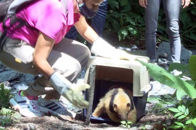 Una osa melera regresó a las yungas tucumanas, tras ser rescatada del cautiverio