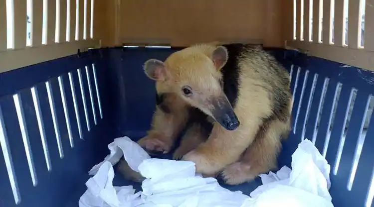 Una osa melera regresó a las yungas tucumanas, tras ser rescatada del cautiverio