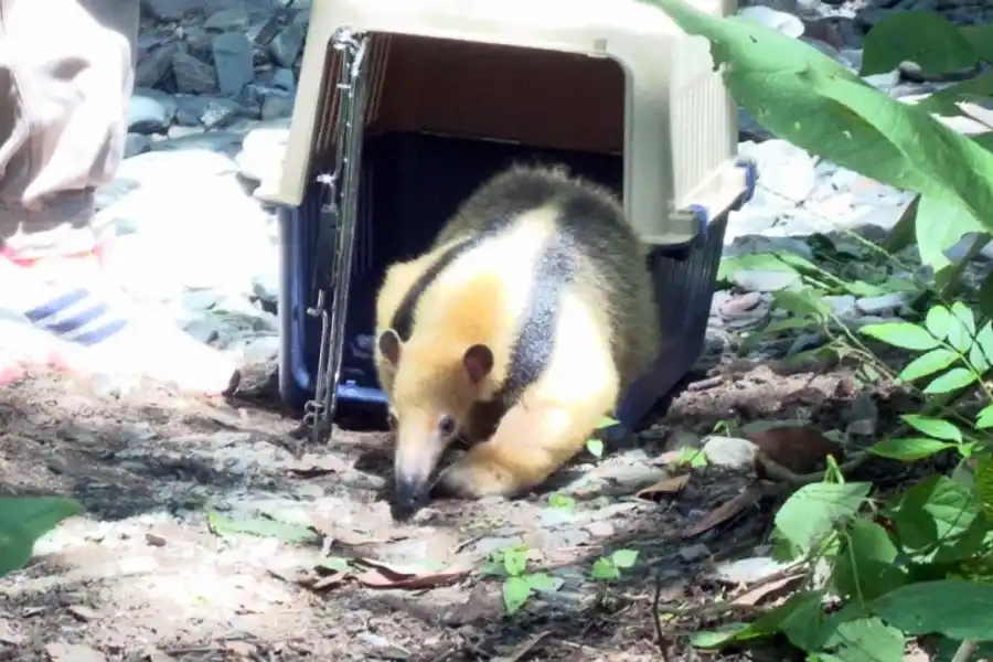 Una osa melera regresó a las yungas tucumanas, tras ser rescatada del cautiverio