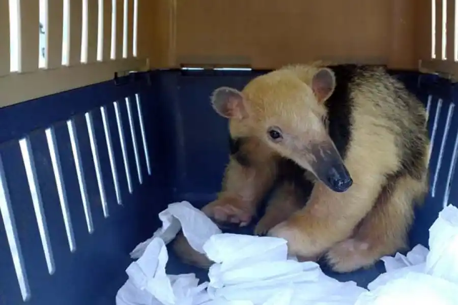 Una osa melera regresó a las yungas tucumanas, tras ser rescatada del cautiverio
