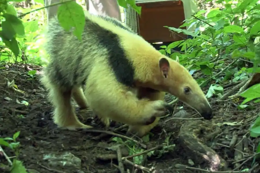 Una osa melera regresó a las yungas tucumanas, tras ser rescatada del cautiverio