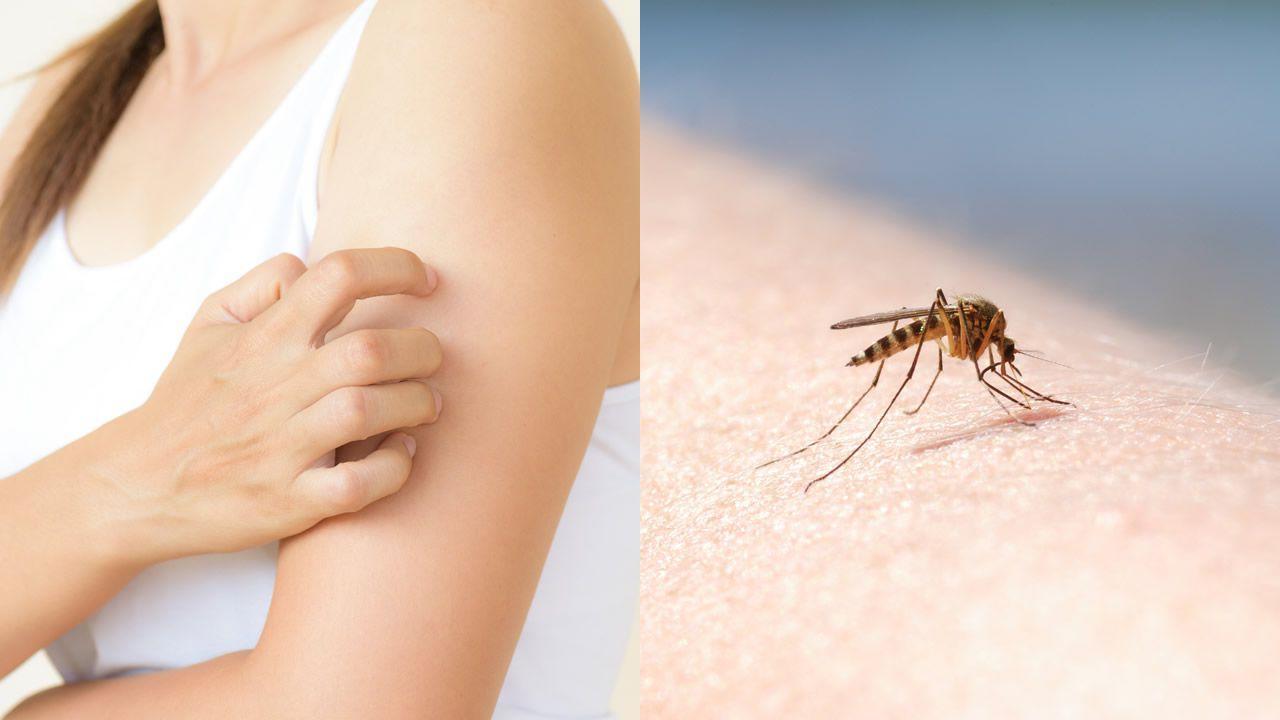 Los mosquitos, un dolor de cabeza para los tucumanos: para qué sirve cada repelente