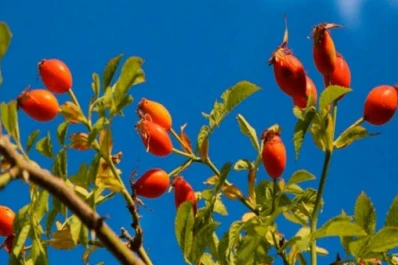 Rosa mosqueta: de plaga a biocombustible