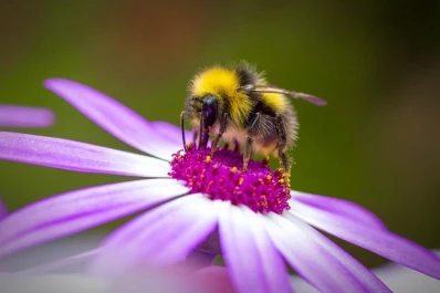 Investigación en Argentina: salió del registro un 25% de especies de abejas