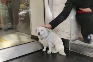 Boncuk, la perra que esperó durante una semana a su dueño en las puertas de un hospital