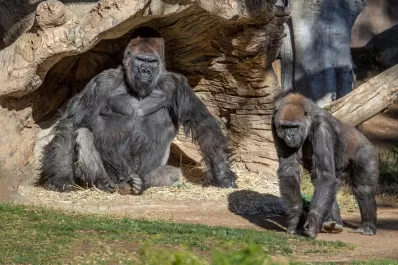 Se recuperan los gorilas que habían contraído coronavirus en un zoológico de San Diego