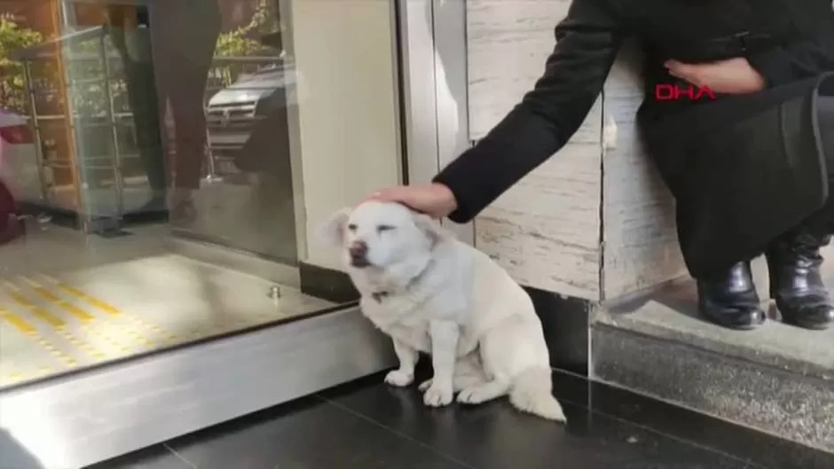 Boncuk, la perra que esperó durante una semana a su dueño en las puertas de un hospital