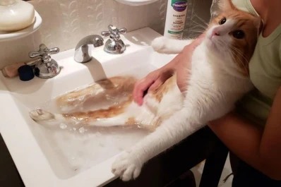 Mascotas y discapacidad: historias de cariño y superación